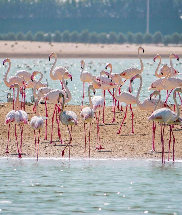 Al Wathba Wetland Reserve